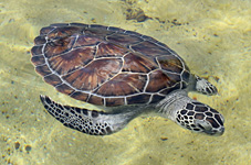 Land: Karibik/Große Antillen