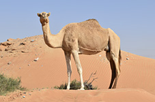 Land: Vereinigte Arabische Emirate